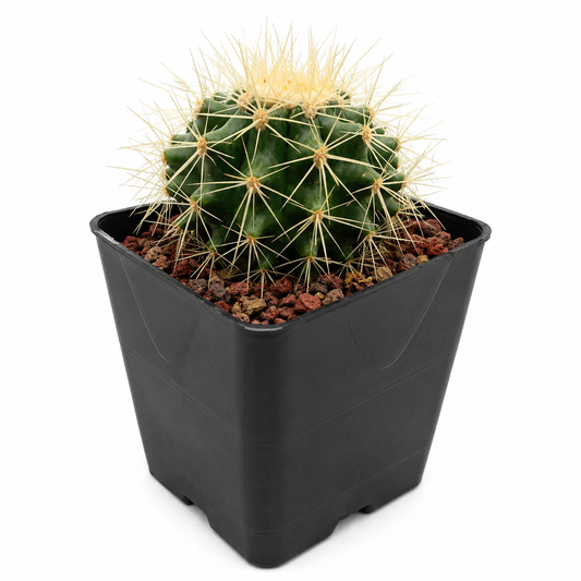 Echinocactus grusonii
