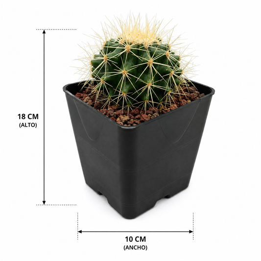 Echinocactus grusonii con medidas