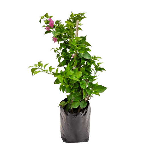 Bugambilia enana - Vivo Interior