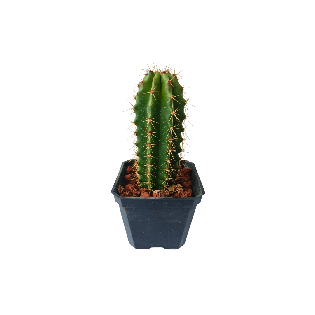 Cactus pitayo stenocereus thurberi en maceta