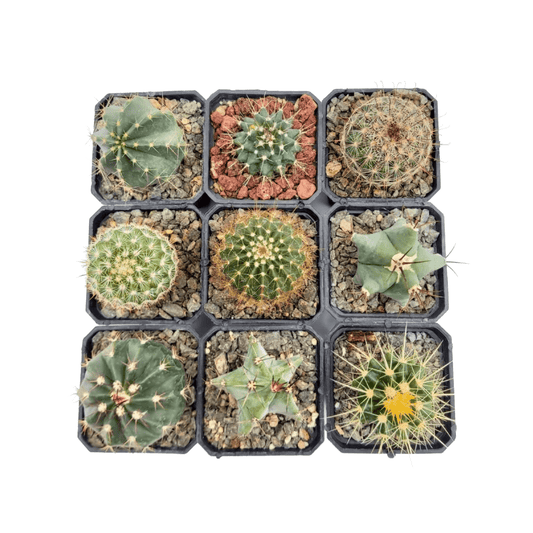 Cactus pequeños en diferentes variedades en macetas