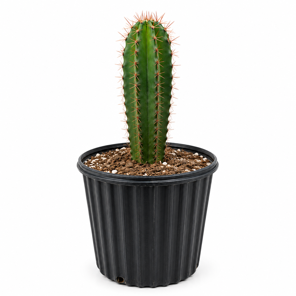 cactus pitayo maceta de 2 galones