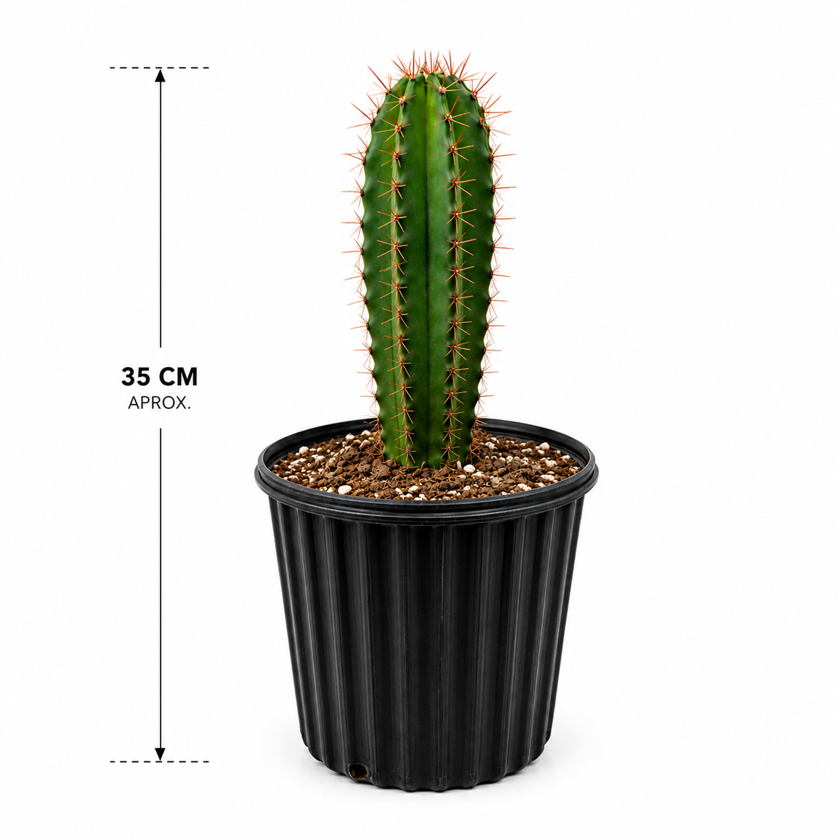 cactus pitayo maceta de 2 galones con medidas 