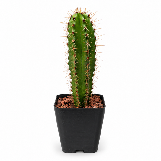 cactus pitayo m4