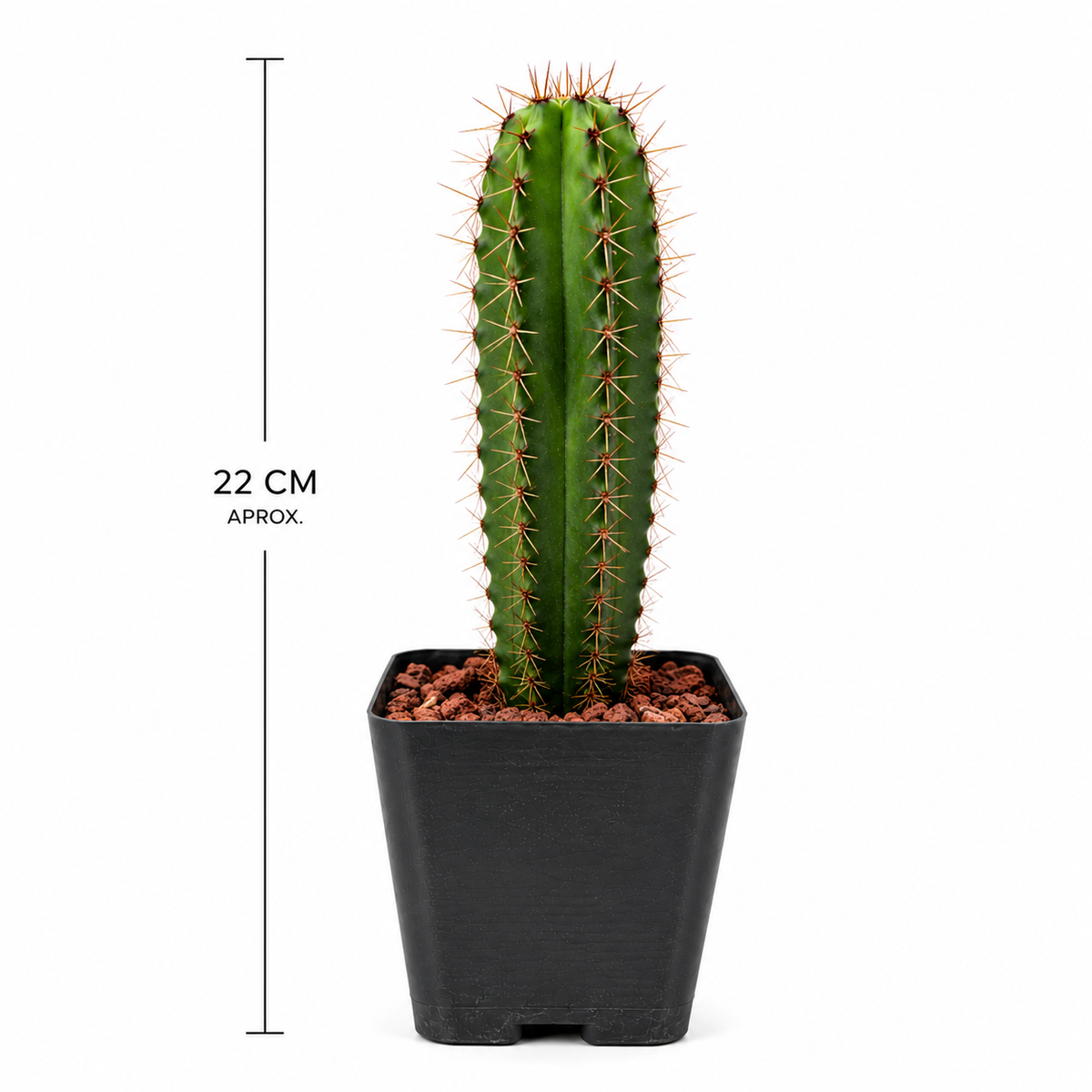 cactus pitayo m4 con medidas 