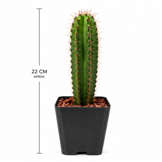 cactus pitayo m4 con medidas 