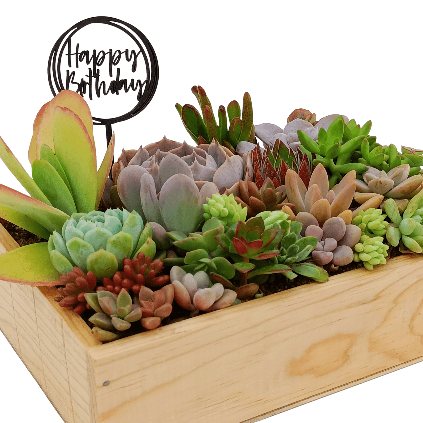 Caja suculenta - Vivo Interior