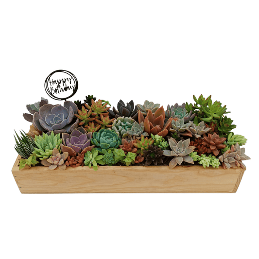 Caja suculenta - Vivo Interior