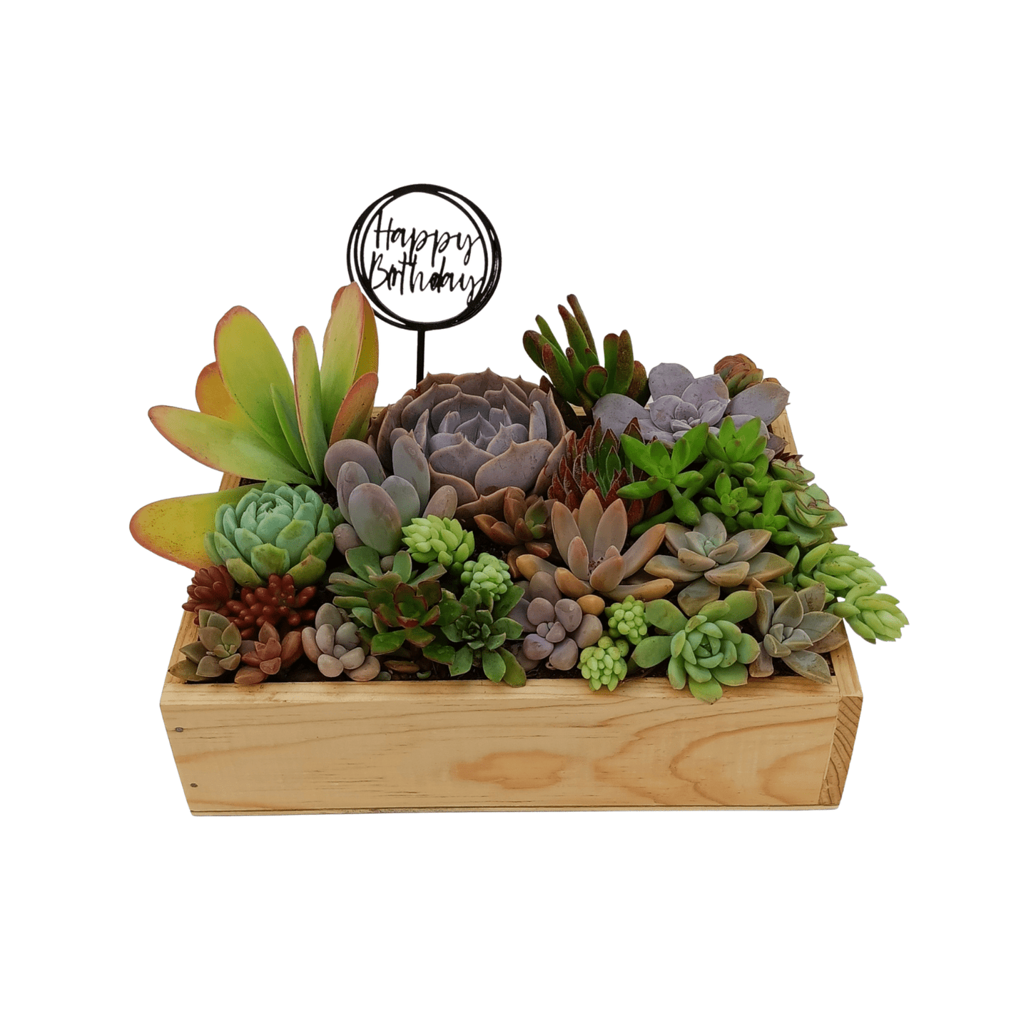 Caja suculenta - Vivo Interior