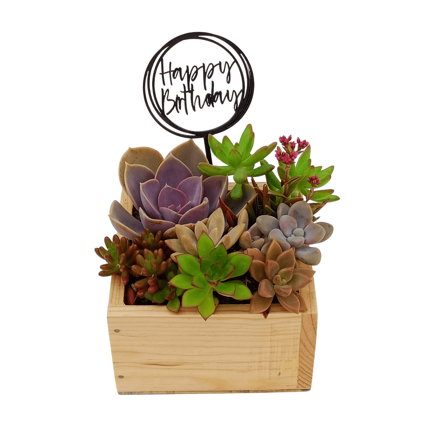 Caja suculenta - Vivo Interior