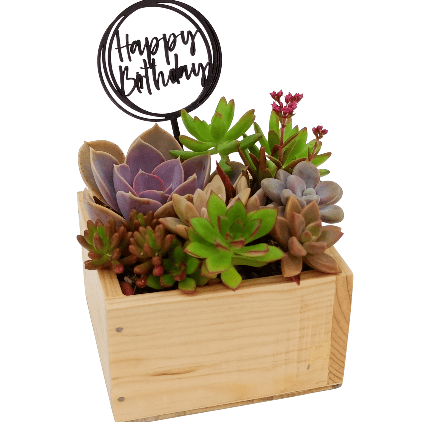 Caja suculenta - Vivo Interior
