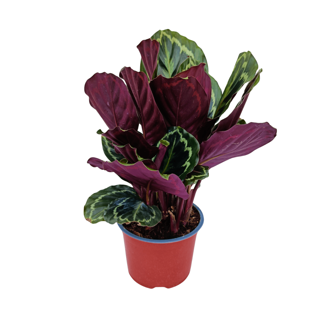 Calathea Medallion - Vivo Interior