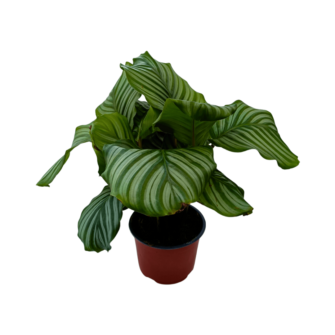 Calathea Orbifolia - Vivo Interior