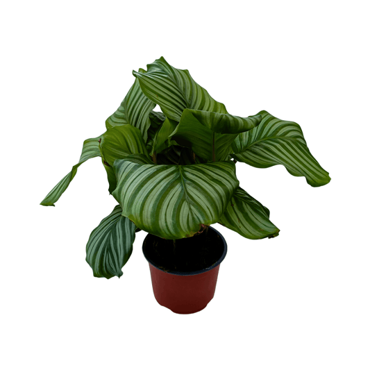 Calathea Orbifolia - Vivo Interior