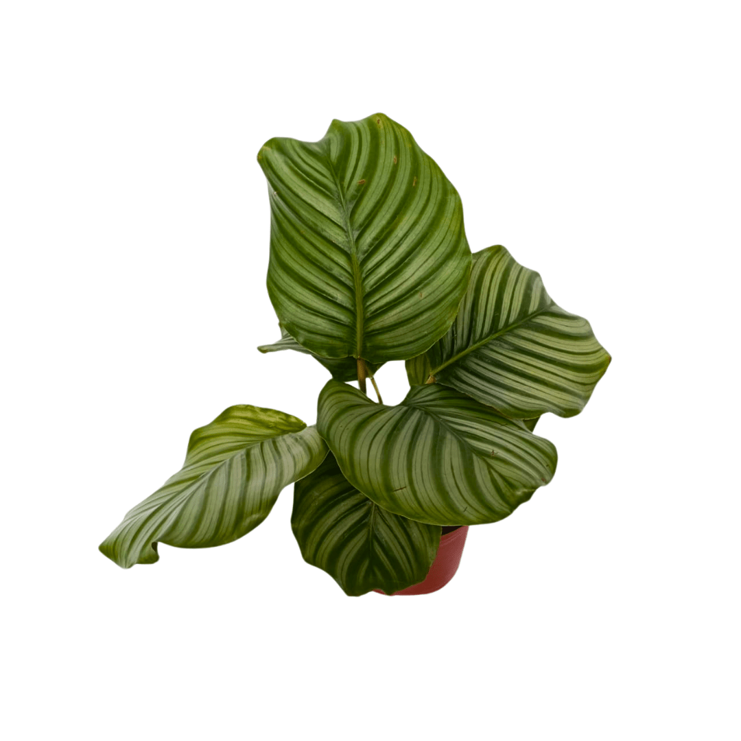 Calathea Orbifolia - Vivo Interior