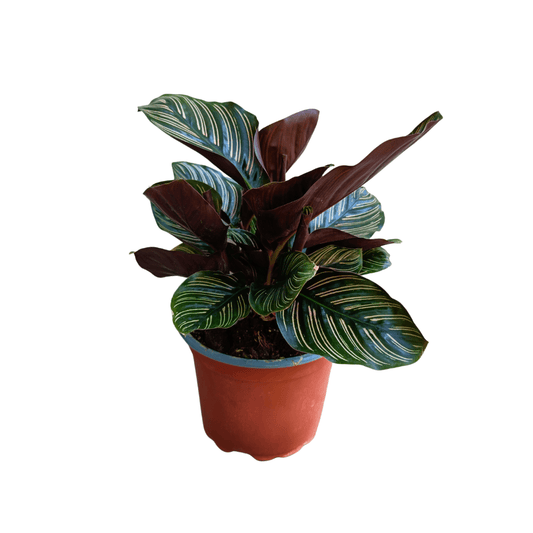 Calathea Ornata - Vivo Interior
