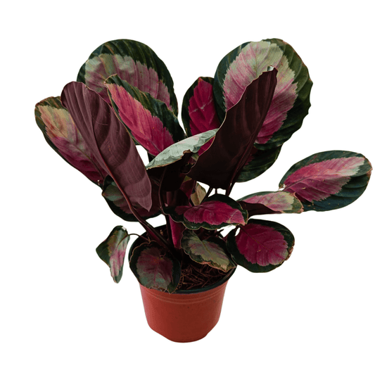 Calathea Rocipicta - Vivo Interior