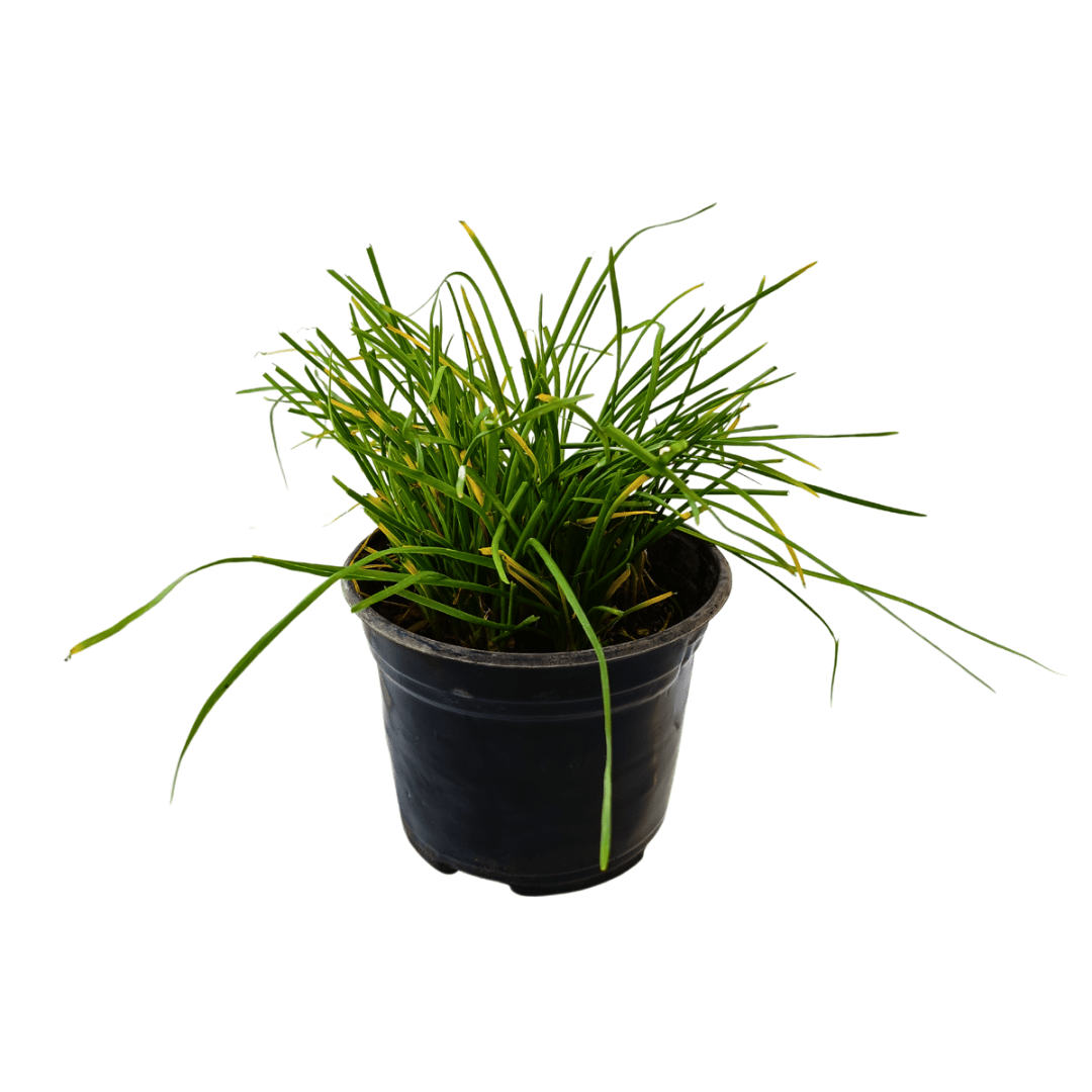 Cebollín - Vivo Interior