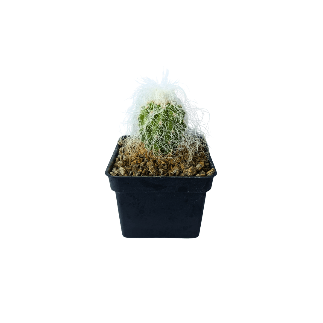 Cactus viejito con fibras blancas en maceta