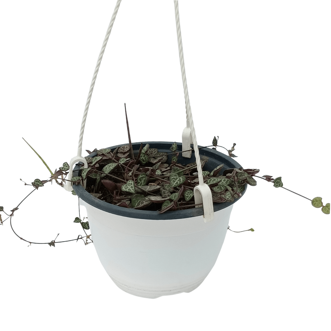 Ceropegia Woodii - Vivo Interior