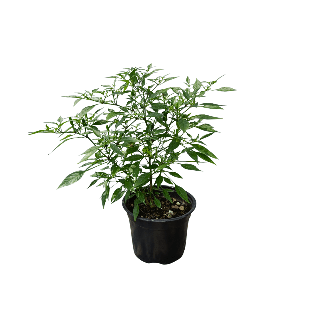 Chile Piquín - Vivo Interior