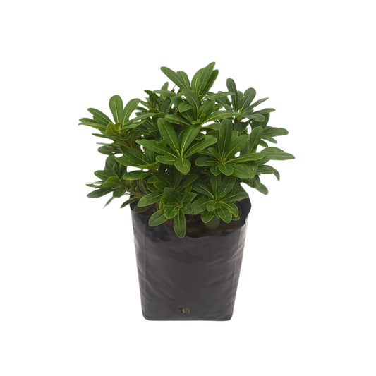 Clavo enano - Vivo Interior