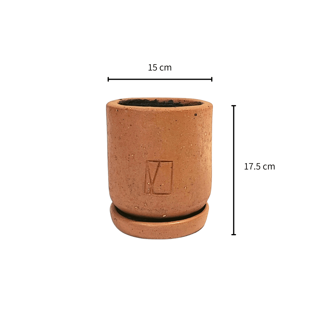 Comala de escritorio - Vivo Interior