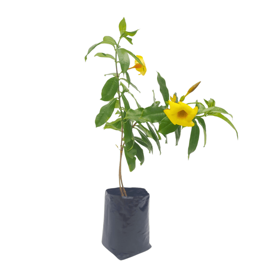 Copa de oro - Vivo Interior