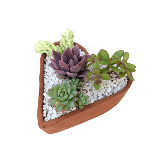 Corazón Suculento - Vivo Interior