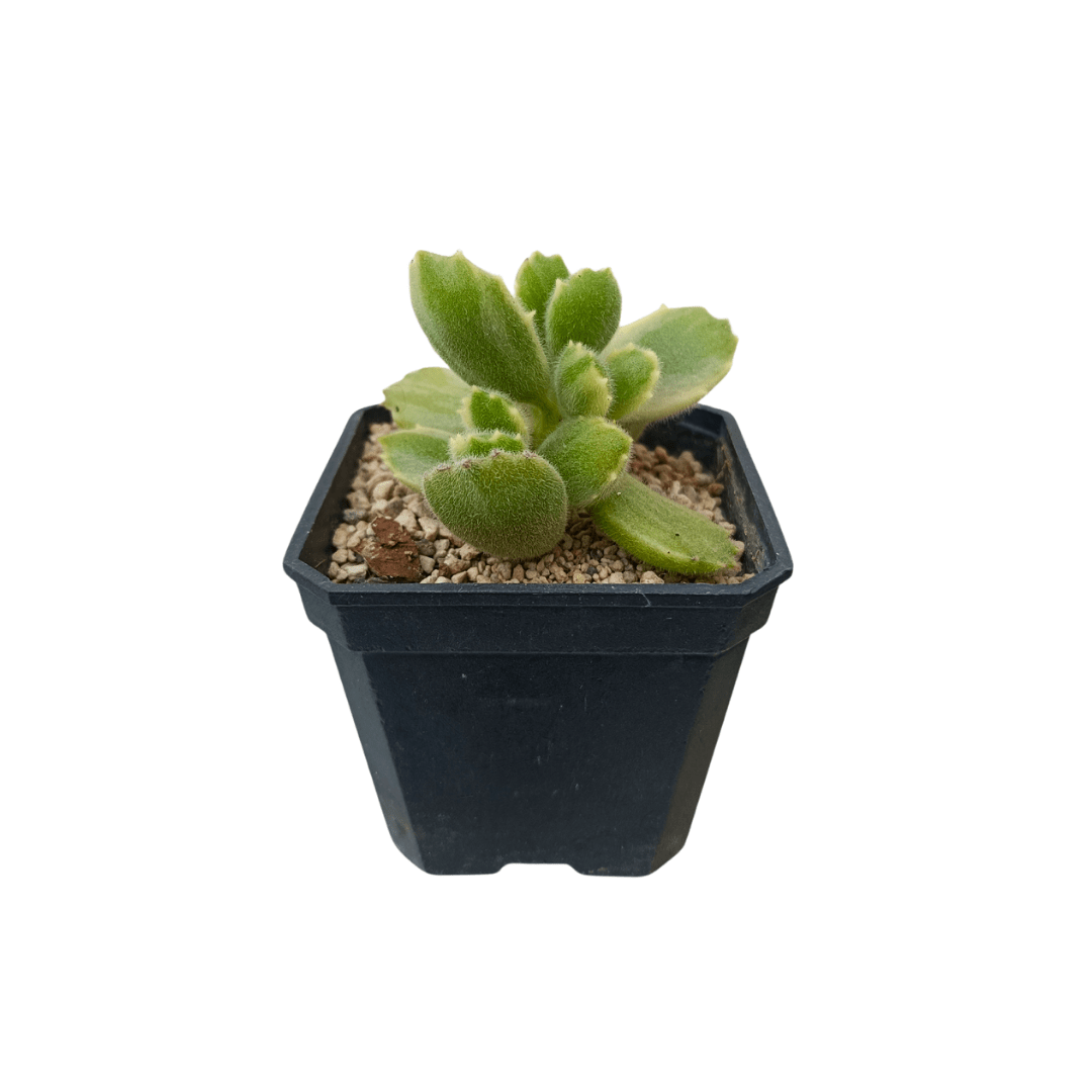 Cotyledon Tomentosa Variegado - Vivo Interior