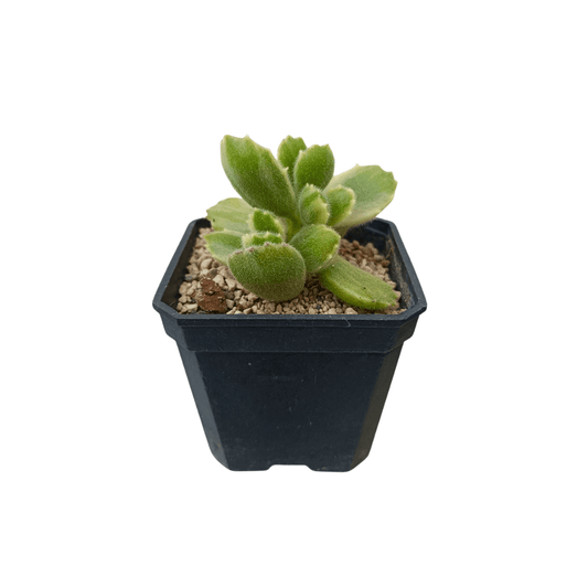 Cotyledon Tomentosa Variegado - Vivo Interior