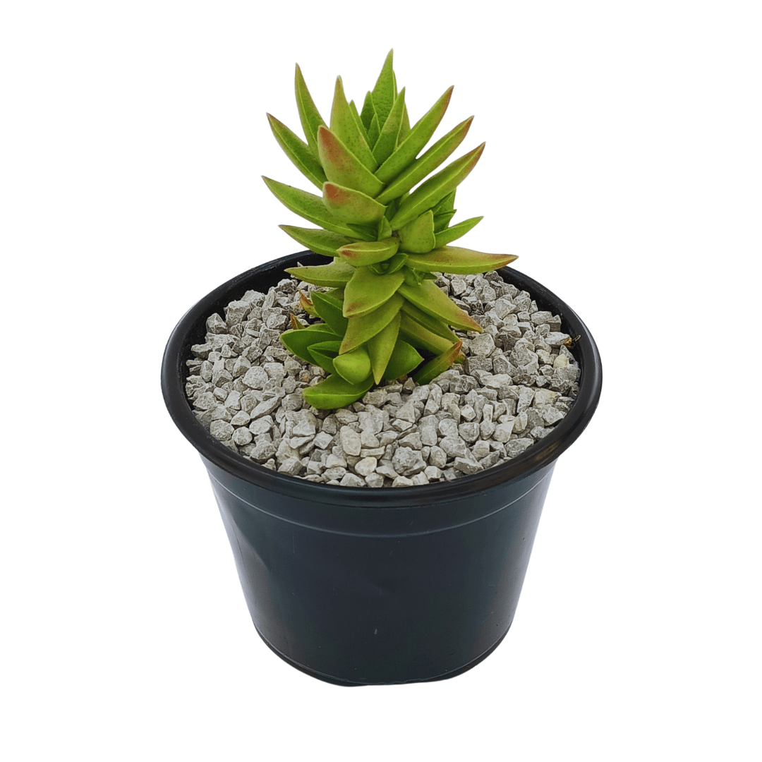 Crassula Capitella Red Pagoda - Vivo Interior