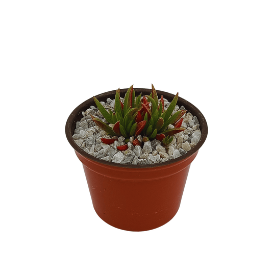 Crassula Exilis Schmidtii - Vivo Interior