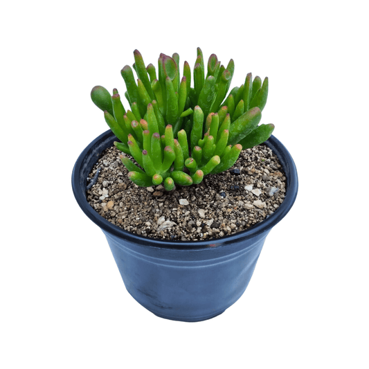 Crassula Ovata Gollum - Vivo Interior