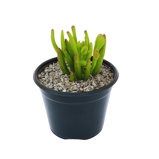 Crassula Ovata Gollum - Vivo Interior