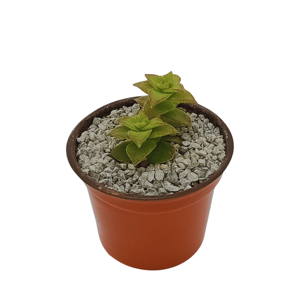 Crassula Perforata - Vivo Interior