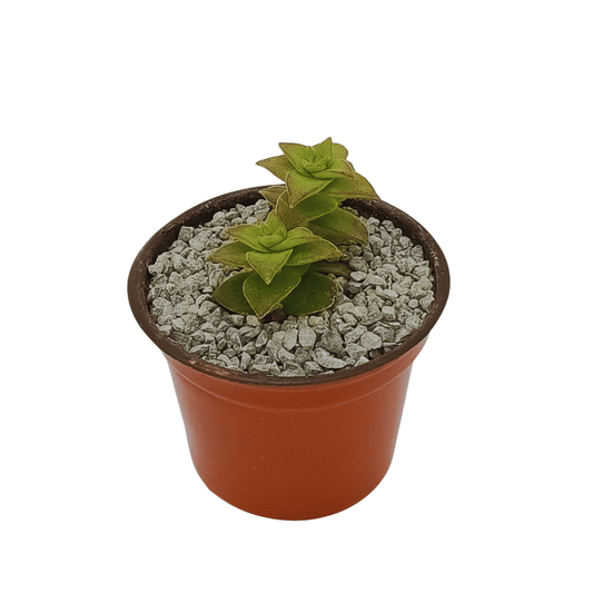 Crassula Perforata - Vivo Interior
