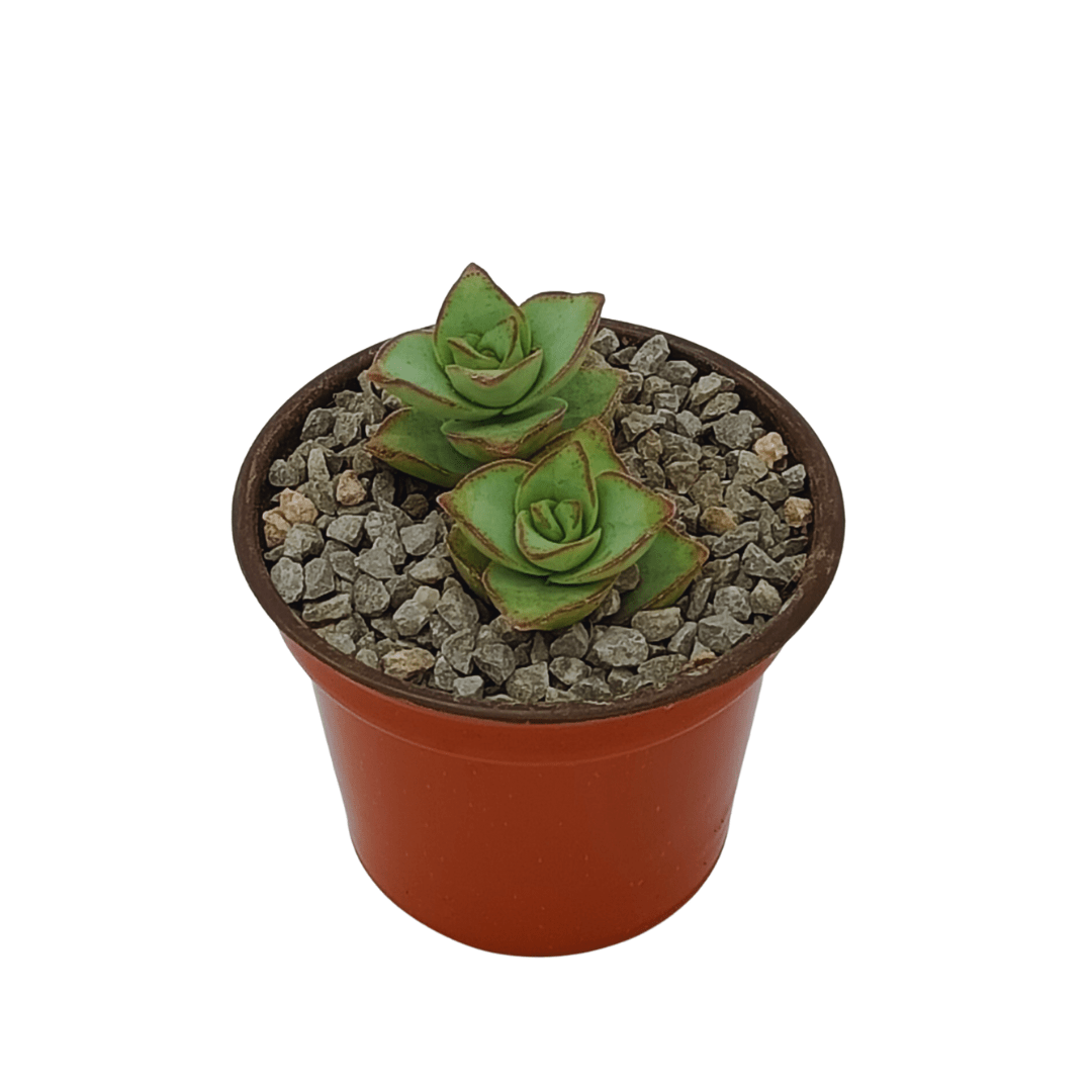 Crassula Perforata Major - Vivo Interior