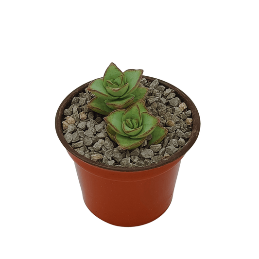 Crassula Perforata Major - Vivo Interior
