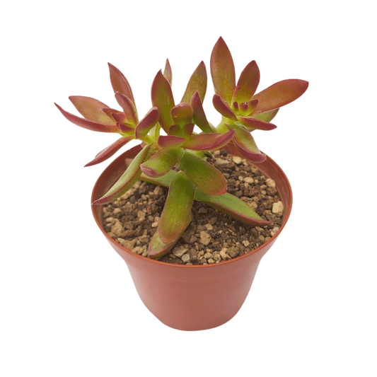 Crassula platyphylla burgundy - Vivo Interior