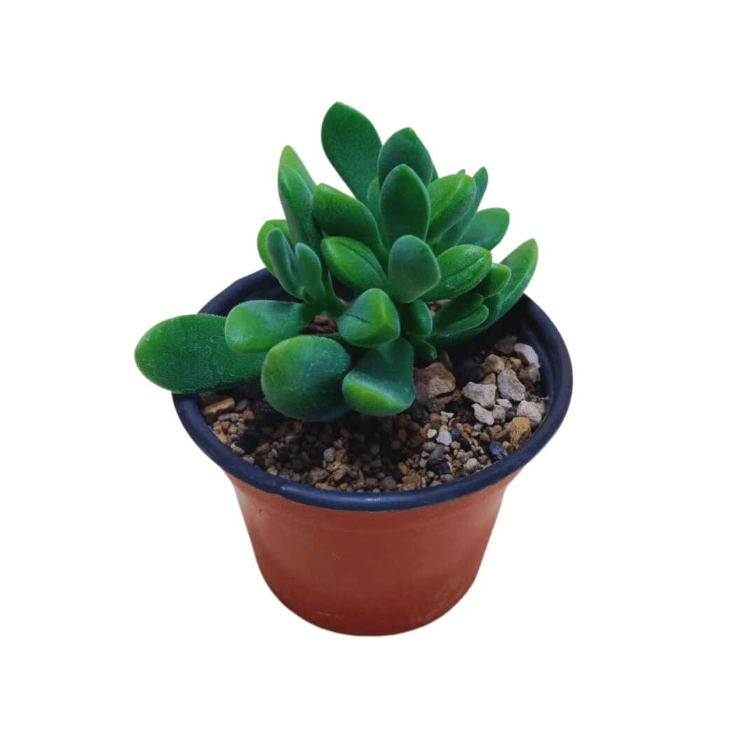 Crassula Rogersii - Vivo Interior