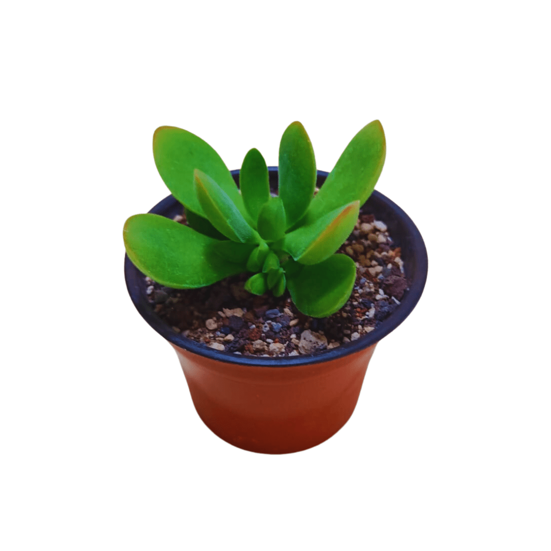 Crassula Swaziensis Money - Vivo Interior