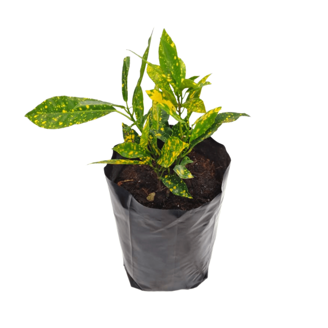 Croto lluvia de oro - Vivo Interior