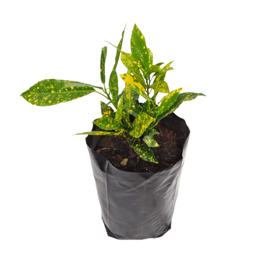 Croto lluvia de oro - Vivo Interior