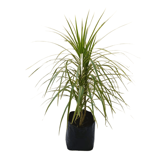 Dracena Blanca - Vivo Interior