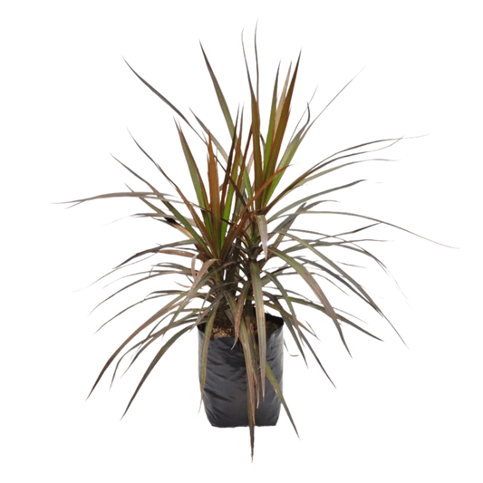 Dracena Marginata - Vivo Interior