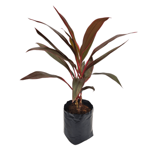 Dracena Roja - Vivo Interior