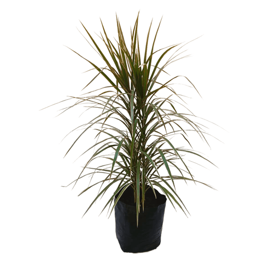 Dracena Tricolor - Vivo Interior