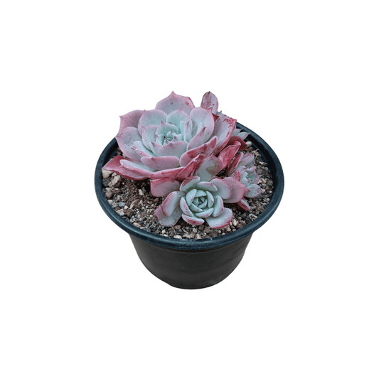 Echeveria Azulita - Vivo Interior