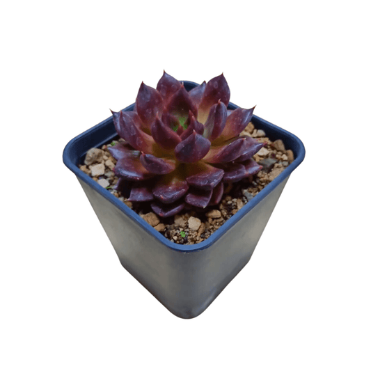 Echeveria Black Prince - Vivo Interior